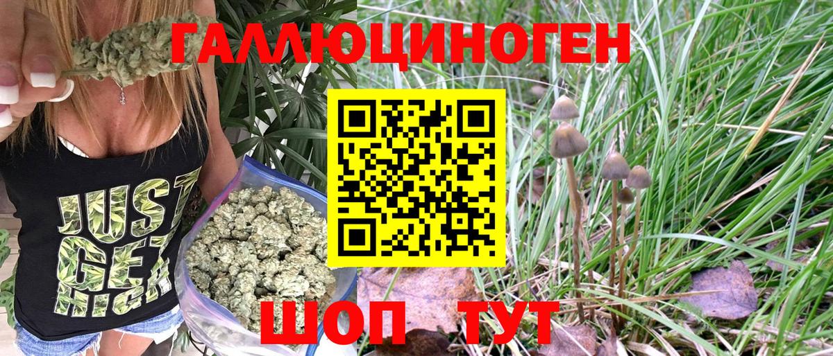 Псилоцибиновые грибы Psilocybe Долгопрудный